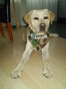 honden foto van frank en marianne