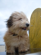 honden foto van Japie