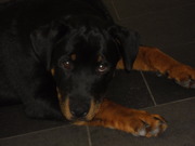 honden foto honden foto van natalie