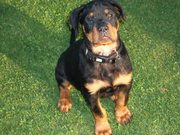 honden foto van venessa