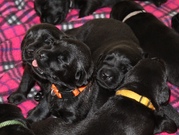 honden foto van Katja&Link