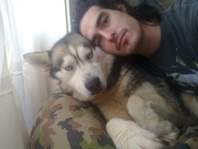 honden foto van Branco