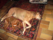 honden foto van Helen