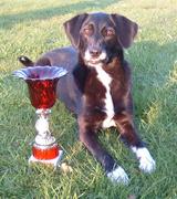 honden foto van hilde