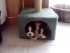 honden foto van van Kijero