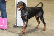 honden foto van ageeth
