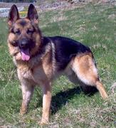 honden foto honden foto van Martin