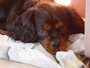 honden foto van Tejo