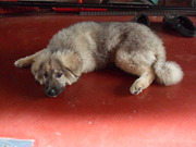 honden foto van Barça