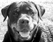 honden foto honden foto van Denise & Flo