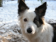 honden foto van Roos