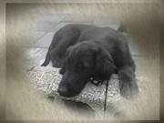 honden foto van Esther