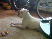 honden foto van monica