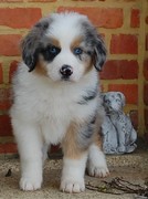 honden foto van Richard Bos