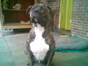 honden foto van dimi