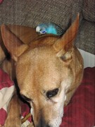 honden foto van Marianne