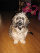 honden foto honden foto van Helen