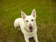 honden foto van Richelle