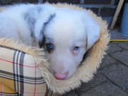 honden foto honden foto van Carlos