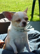 honden foto van mieke van sweevelt