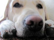 honden foto van Shanna