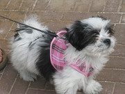 honden foto van Carnisha