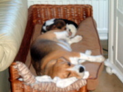 honden foto van corne