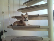 honden foto van Natasjaa& Chico!