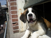 honden foto van Pebbles