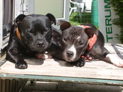 honden foto van gwen