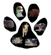 honden foto van Nina