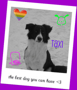 honden foto van esther