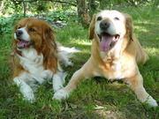 honden foto van Dogsfriendly