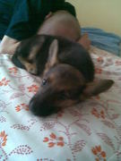 honden foto van Naddie