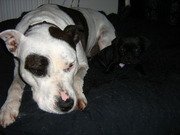 honden foto van Susan