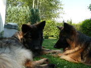 honden foto van ishsky