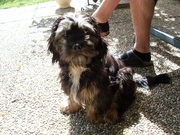 honden foto van Wilma&Luna