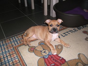 honden foto van Jenna