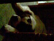 honden foto van chicco33