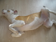 honden foto van pascal