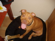 honden foto van mamagigi