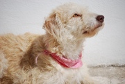 honden foto van G en Mimi