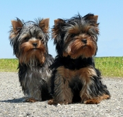 honden foto van anja voorn