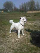 honden foto van Stephanie