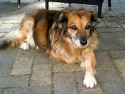 honden foto van kelly