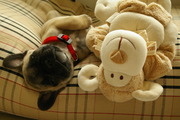 honden foto van ~ Kelly ~