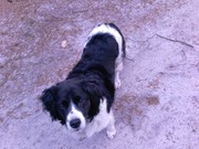 honden foto van Liesbeth