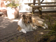 honden foto van Layla