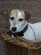 honden foto van carla