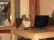 honden foto van Mack